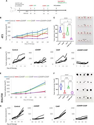 Antitumor effect of anti-vascular therapy with STING agonist depends on the tumor microenvironment context